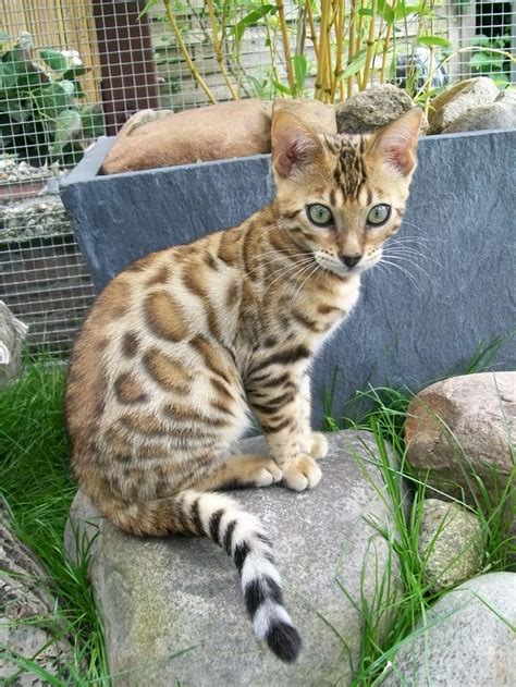 38 Best Ideas About Bengal Cats On Pinterest Pets