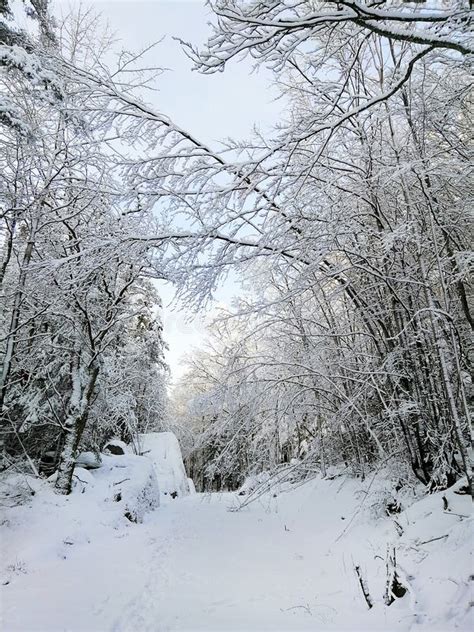 White Winter In The Norwegian Forest Stock Photo Image Of Beautiful