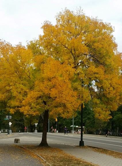 What Are Central Parks Most Colorful Fall Trees The
