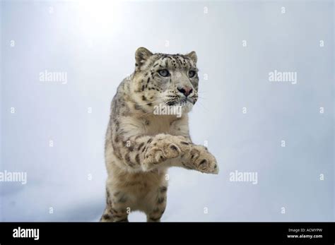 Snow Leopard Panthera Uncia Leaping Hi Res Stock Photography And Images