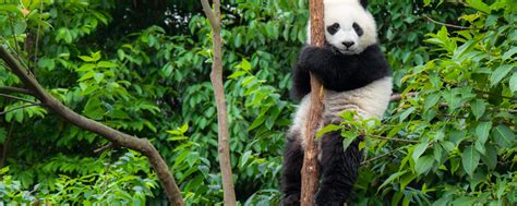 Giant Panda International Association For Bear Research And Management