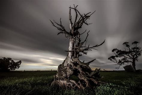 Dead Trees Nature Clouds Landscape Wallpapers Hd Desktop And