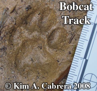 Testing out a new stump grapple bucket. Animal Tracks - Bobcat (Lynx rufus - formerly Felis rufus)