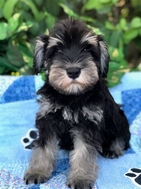 Black And Silver Miniature Schnauzer Puppies For Sale Artofit