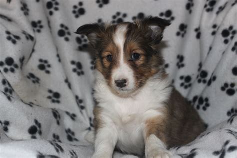 If you would like to be placed on our waiting list for puppies, please click on the puppy email below to leave your name, phone number and email address so we. Sheltie Puppy For Sale In Pa. This is a sheltie puppy 8 ...
