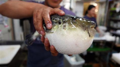Japanese Street Food Live Fugu Pufferfish Puffer Fish Japan Video