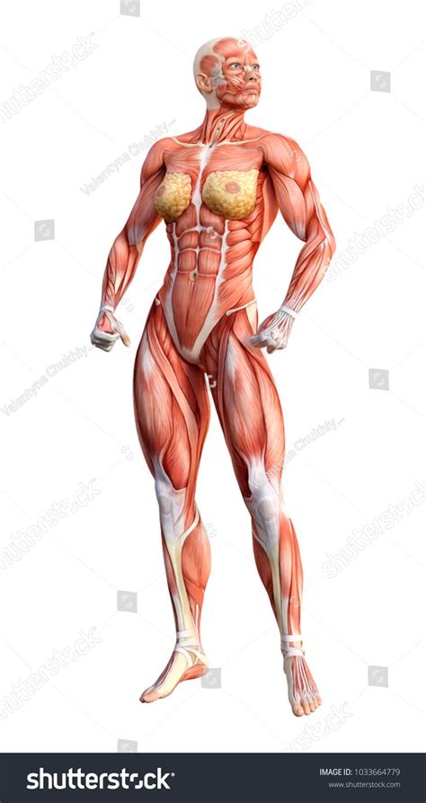 D Rendering Female Figure Muscle Maps Stock Illustration