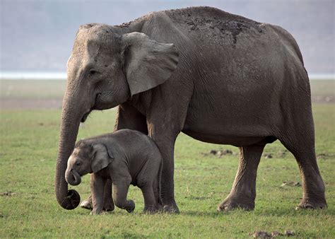 Asian Elephant Mother And Calf Elephant India Small Elephant Asian