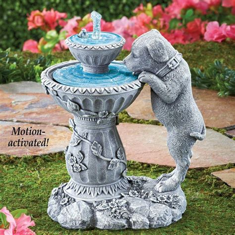 Labrador Puppy Dog Drinking From Flowing Fountain Outdoor