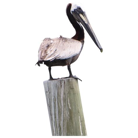 Free Pelican Png Transparent Images Download Free Pelican Png