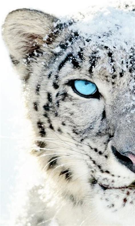 Choose from the best android wallpapers, perfect for your phone background or lockscreen. White tiger wallpaper for Android - APK Download