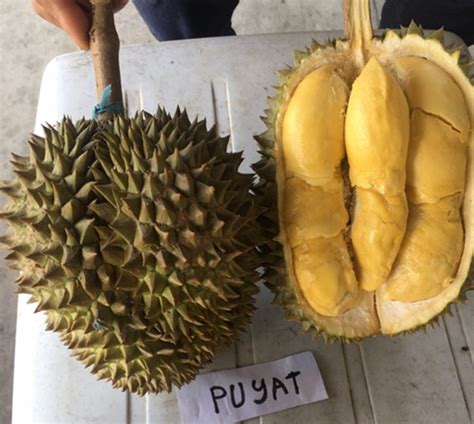 The lumps of the musang king durian were very yellow, like butter, and had a waxy shiny skin on each piece. Reasons to plant Musang King Durian - Agriculture Monthly