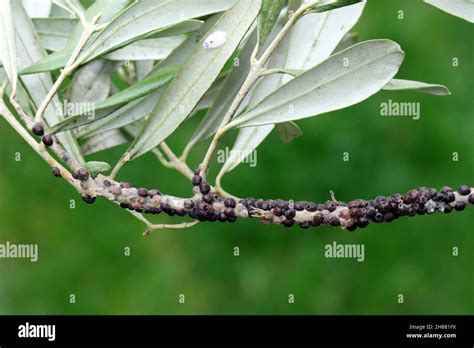 The Black Scale Saissetia Oleae Hemiptera Coccidae On The Olive