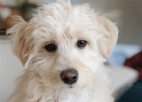 50 Poodle Mixes Thatll Melt Your Heart Poodle Mix Guide In 2021