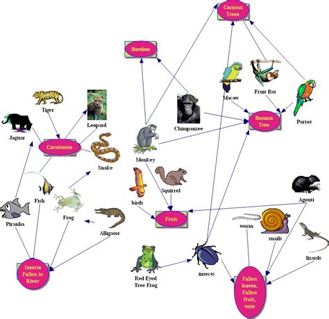 Rainforest Food Chain Examples