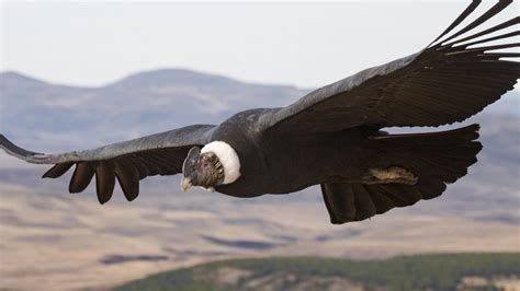 Andean Condor Birds Flap Wings Just 1 Of The Time Bbc News