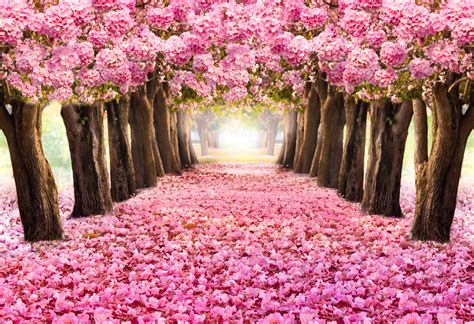 Pink Flowers On Trees Exploring The Beauty Of Nature Floraqueen En