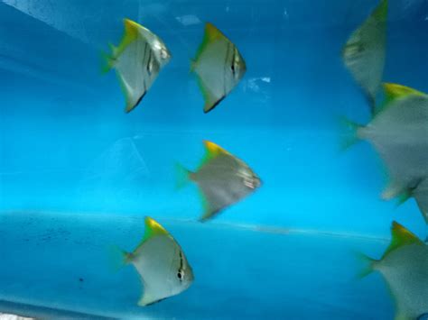 Joes Aquaworld For Exotic Fishes Mumbai India 9833898901 Aquarium