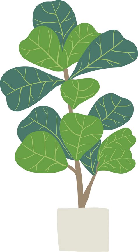 Freehand Sketch Drawing Of Fiddle Leaf Fig Tree 11793465 Png