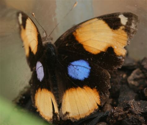 South African Photographs Yellow Pansy Junonia Hierta Female