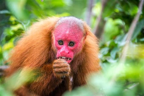 This Red Faced Monkey Isnt Blushing