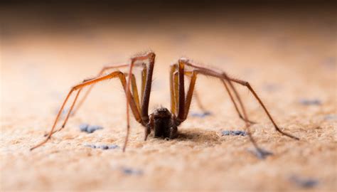 How To Identify Spiders In Alberta Sciencing