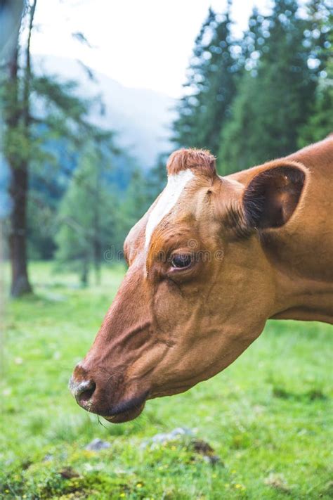 Cow Is Grazing At An Idyllic Meadow In The European Alps Austria Stock