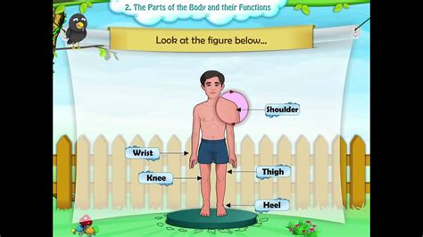 Parts of the body worksheets: Learn Grade 1 - Science - The Parts Of The Body and Their ...