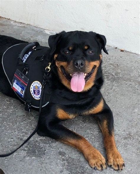 2019 Ace Award Winners Meet The 5 Heroic Dogs Being Honored This Year