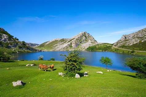 Premium Photo Picos De Europa Enol Lake In Asturias Spain