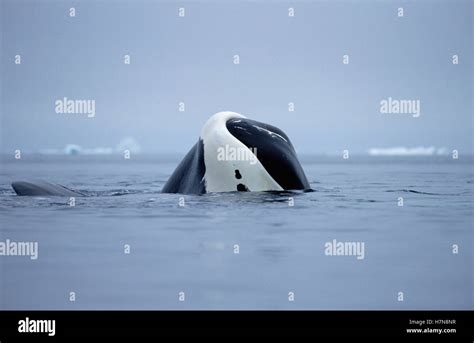 Bowhead Whale Balaena Mysticetus Juvenile Basking Baffin Island