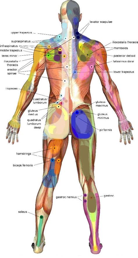 Trigger Point Massage Therapy Back Body Guide Триггерные точки Массажёры Упражнения