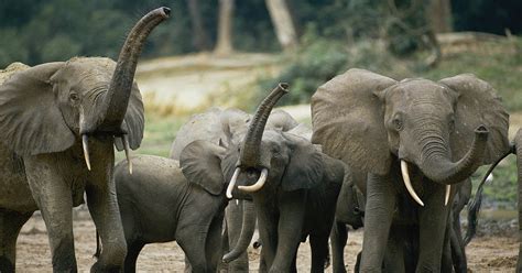 More Bad News For Africas Elephants A Super Slow Reproduction Rate