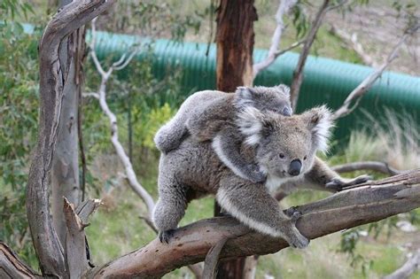 Life Cycle Of The Koala Australian Koala Foundation