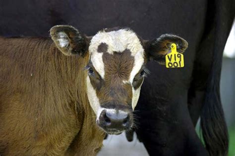 Cattle Cloning At West Texas Aandm Could Produce Better Steak