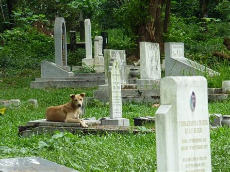 Loyalty Dog Walks 2 Miles Every Day To Visit His Owners Grave