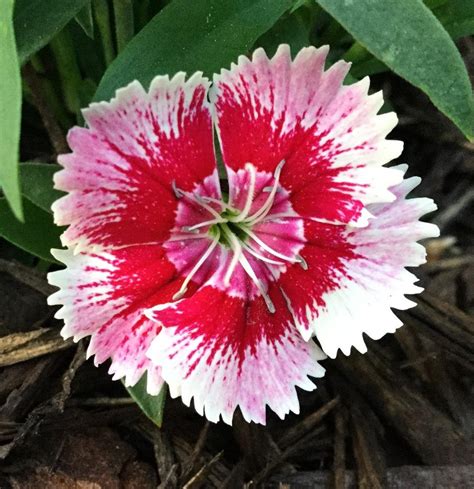 Dianthus Plant Care And Collection Of Varieties