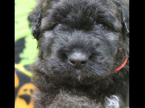 Bouvier des flandres dog puppy puppies next dog were probally gonna get it. Dalmar Bouviers - Bouvier Des Flandres Puppies For Sale