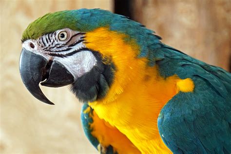 I am attracted to the immense size and bright pumage. Blue And Gold Macaw Lifespan & A-Z Guideline | Best Guidelines