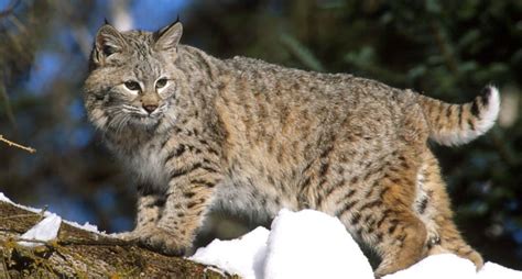 80 year old woman fights off rabid bobcat wide open spaces