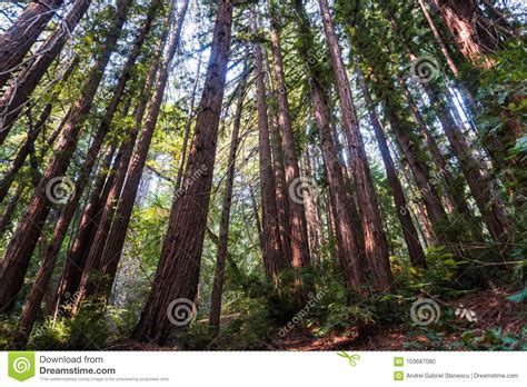 Sunny Day In A Redwood Trees Sequoia Sempervirens Forest Stock Photo