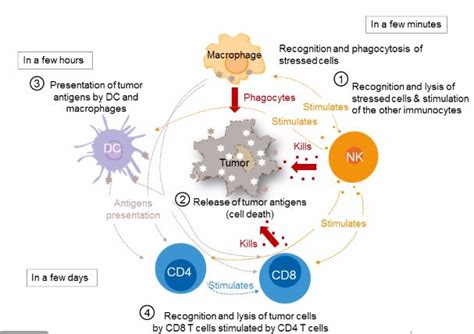 Innate Pharma Two NK Cell Checkpoint Inhibitors In Development