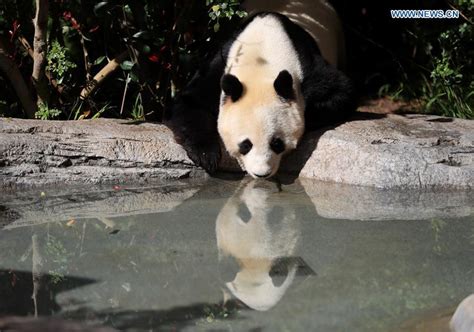 San Diego Zoo Holds Farewell Party For Giant Pandas