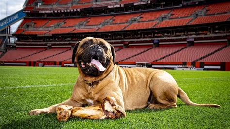 Cleveland Browns Beloved Browns Mascot Swagger Passes Away Cleveland