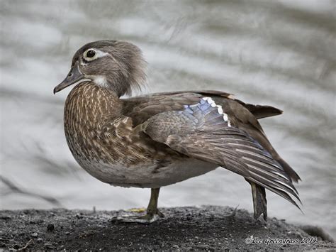 Wood Duck Wing Stretch Neary Lagoon Park Santa Cruz Ca Flickr