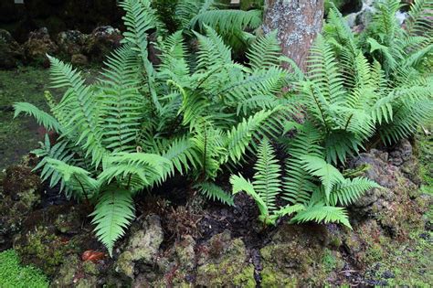 ¿qué Es Un Helecho Y Cuáles Son Sus Características Jardineria On