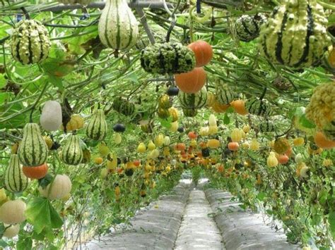 Gourds And Squash On Cattle Panel Arches Gardening Pinterest