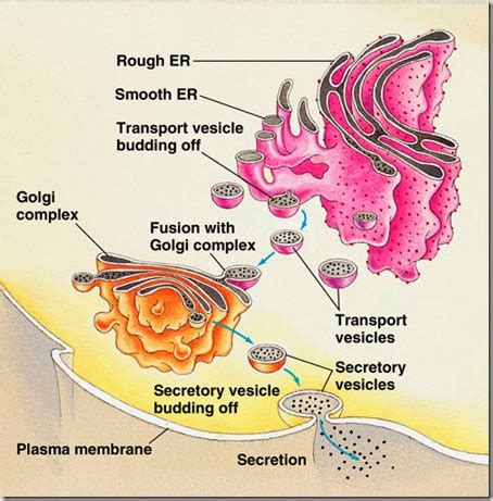What is the function of endoplasmic reticulum? February 2014 ~ Biology Exams 4 U