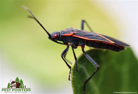 Do Boxelder Bugs Bite 10 Wild Facts About Boxelder Bugs Pest Pointers