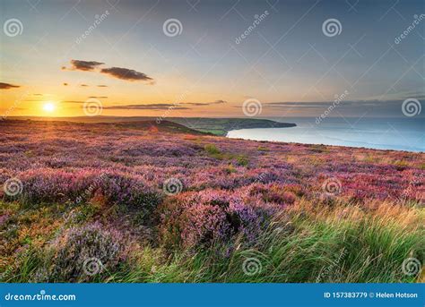 Sunset Over Heather In Bloom On The North York Moors National Park